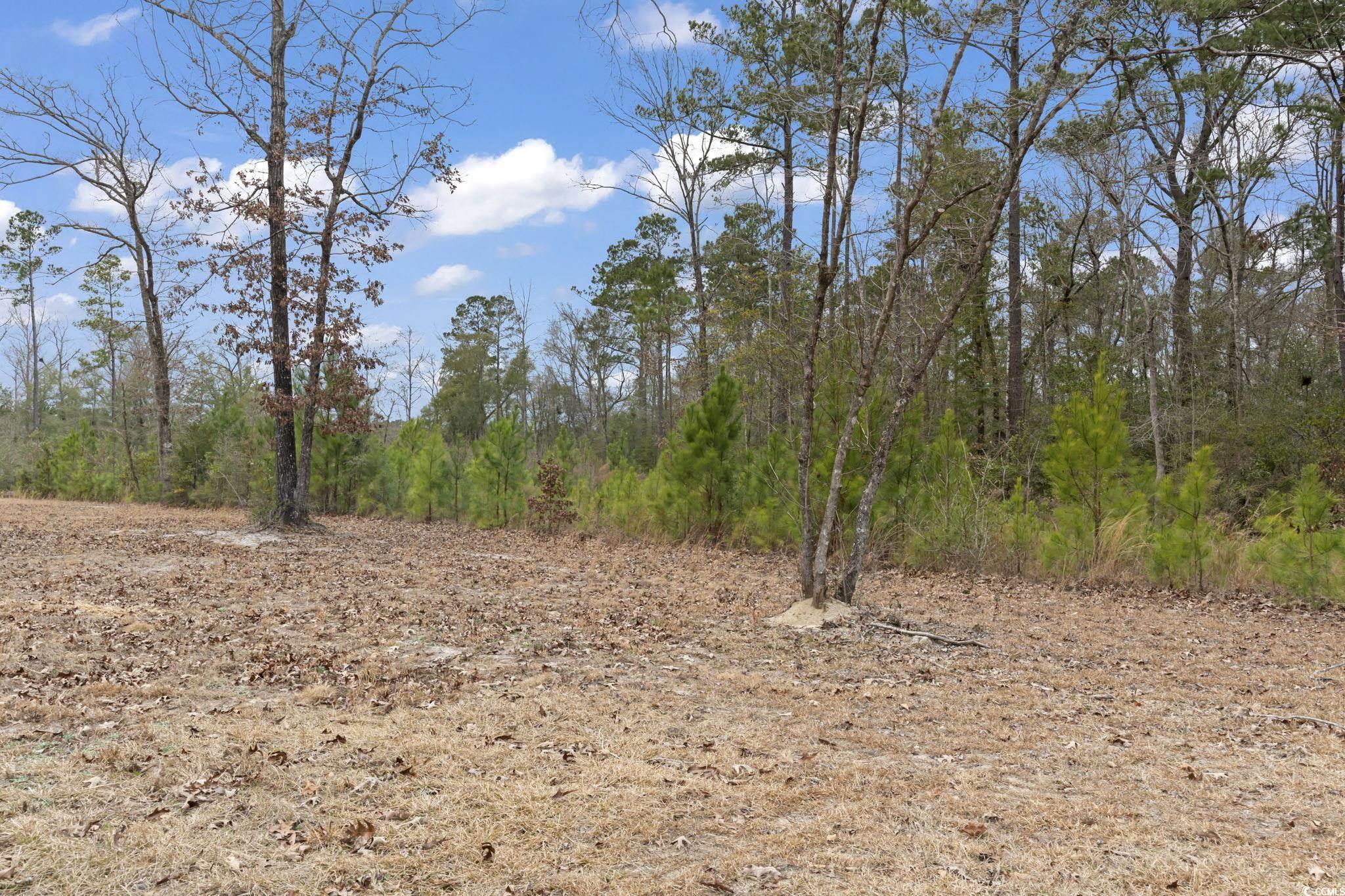 641 Gene Drive Hemingway, SC 29554 - Photo 12 of 15 View of local wilderness