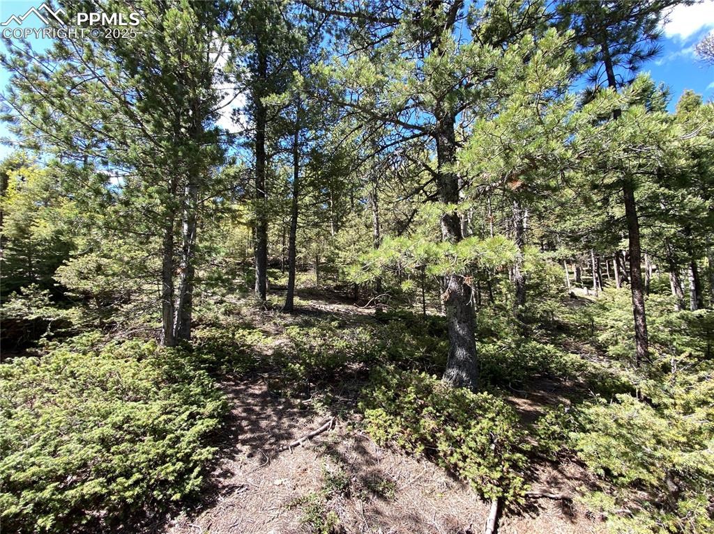 210 Waterfall Loop Manitou Springs, CO 80829 - Photo 11 of 16 a view of a garden with plants