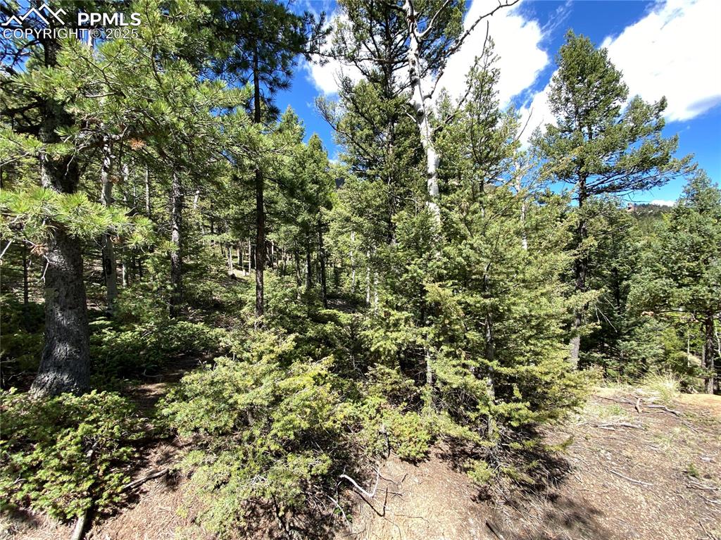 210 Waterfall Loop Manitou Springs, CO 80829 - Photo 10 of 16 a view of a large yard with lots of bushes