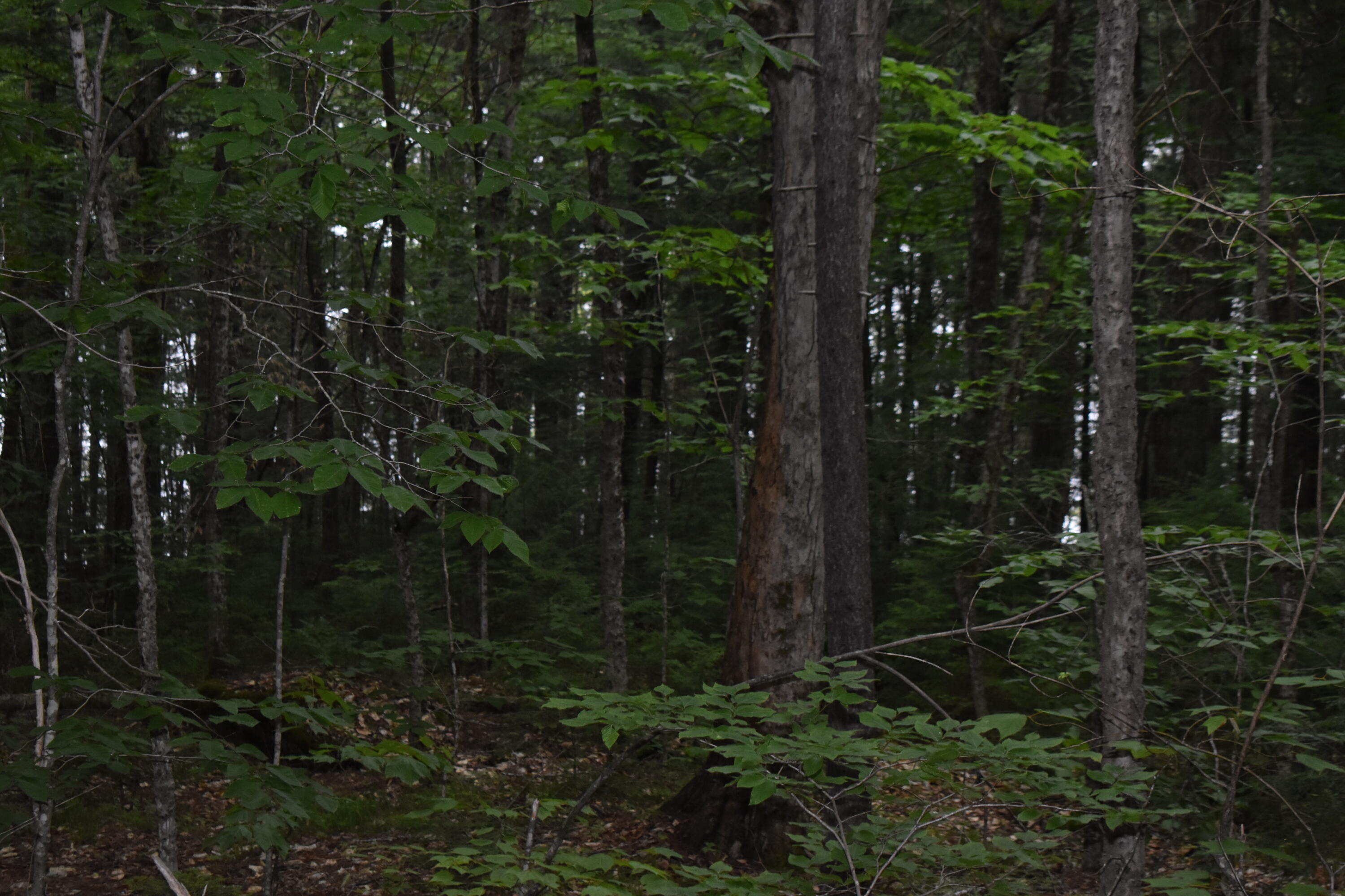 3 Map Road Lakeville, ME 04487 - Photo 4 of 20 DSC_0232