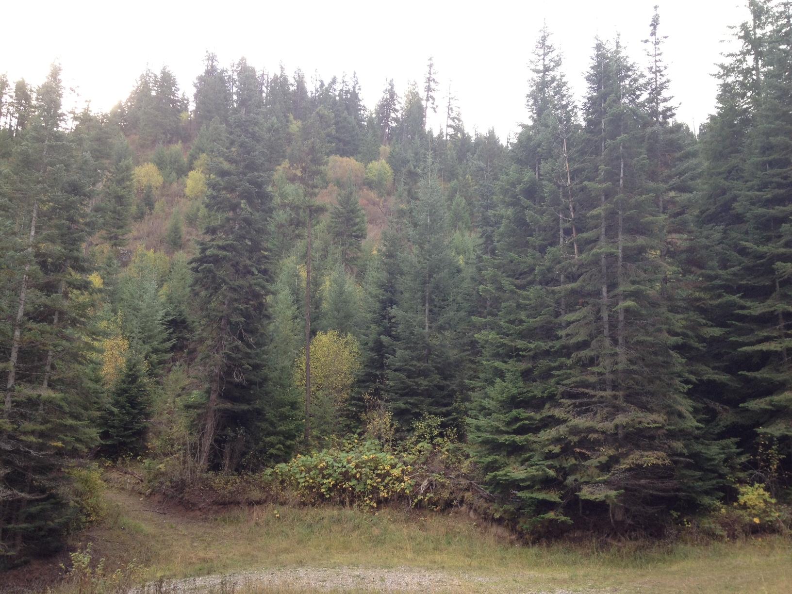Nna South Moose Canyon Road Coeur D'Alene, ID 83814 - Photo 1 of 1 Beautifully Treed