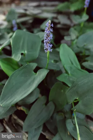 $260,000 | 115 Maple Avenue, Goldsboro, MD 21636