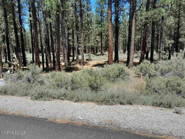 a view of a park with large trees