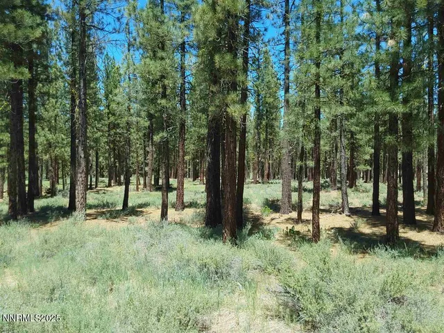 a view of outdoor space with trees all around