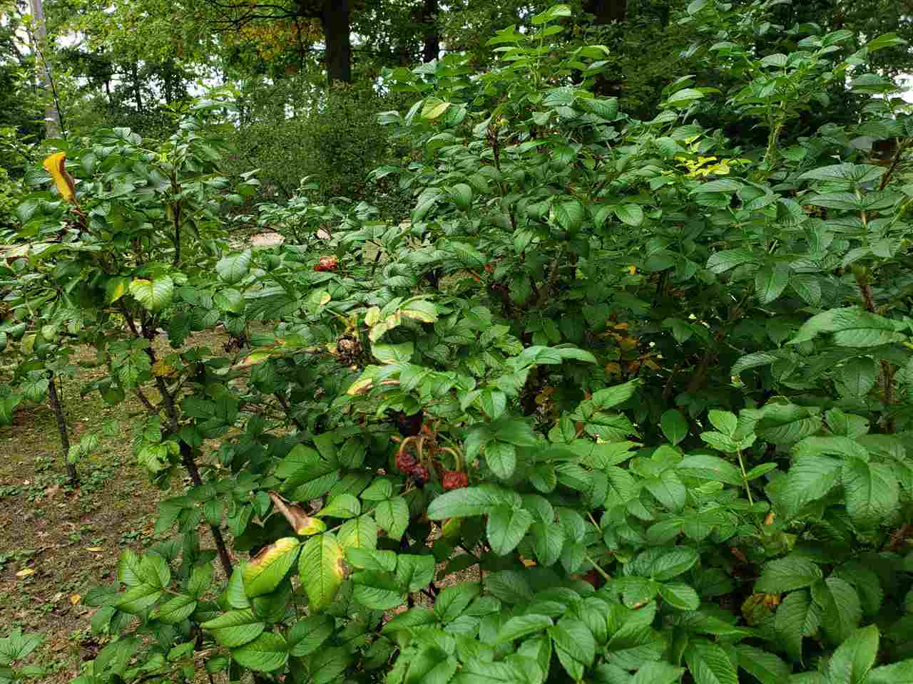 4120 Oak Hill Road Harrison, MI 48625 - Photo 39 of 69