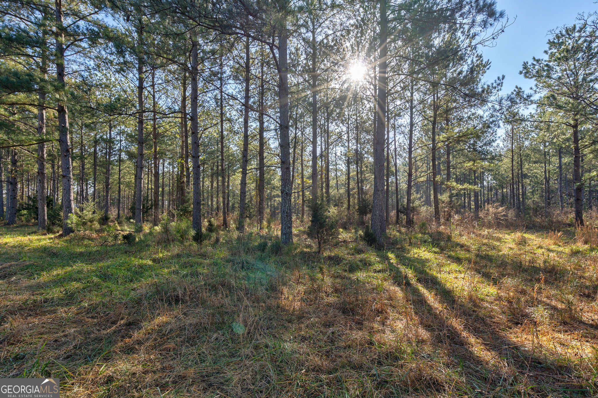 0 77th Highway Lexington, GA 30648 - Photo 3 of 10 a view of backyard with green space