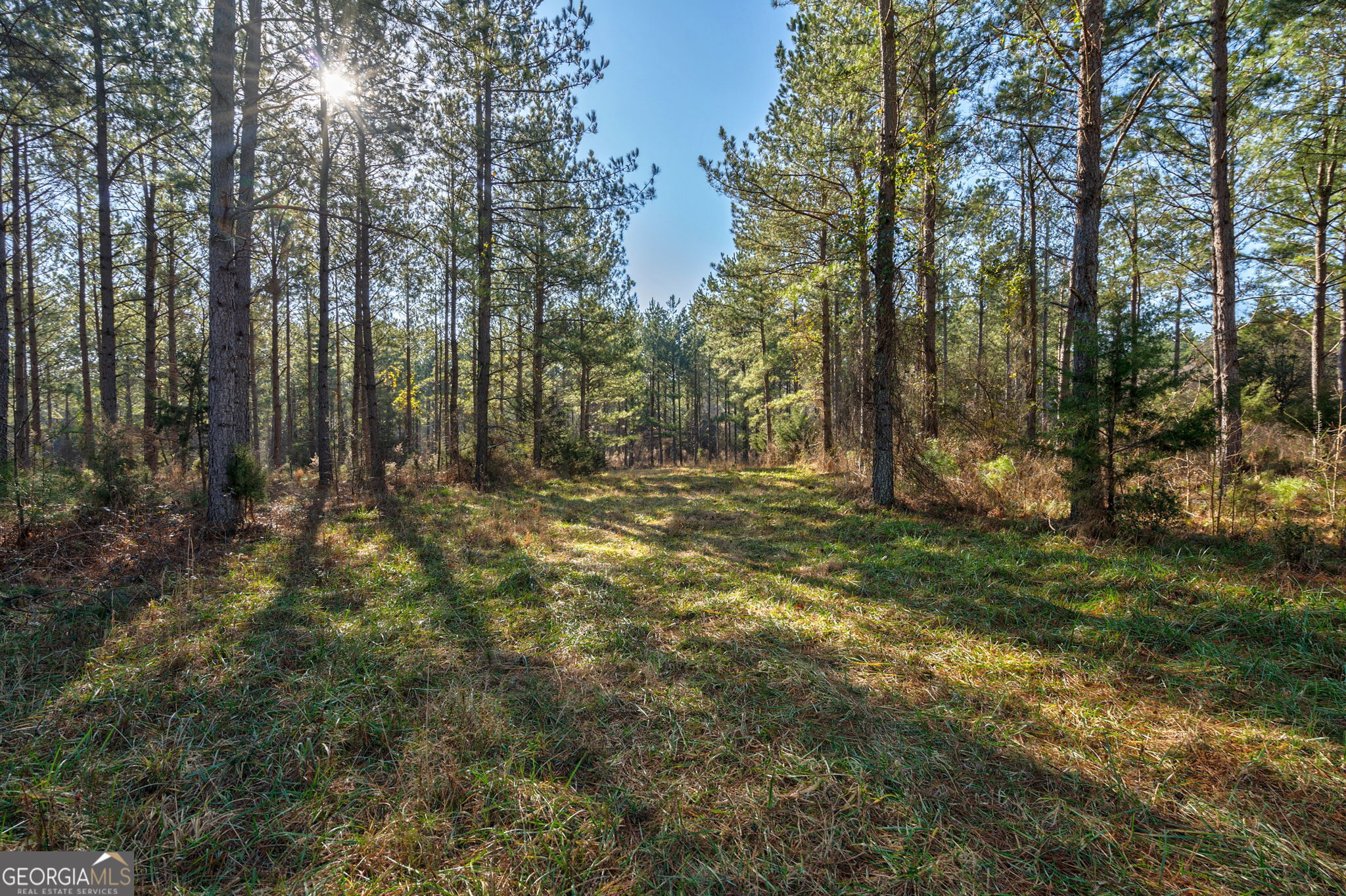 0 77th Highway Lexington, GA 30648 - Photo 4 of 10 a view of outdoor space with trees