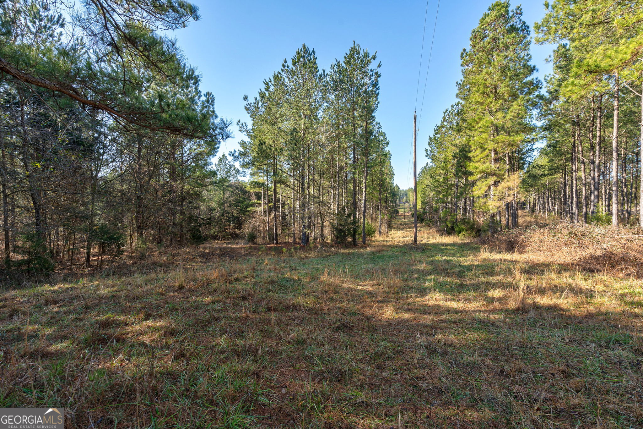 0 77th Highway Lexington, GA 30648 - Photo 5 of 10 a view of a yard with trees