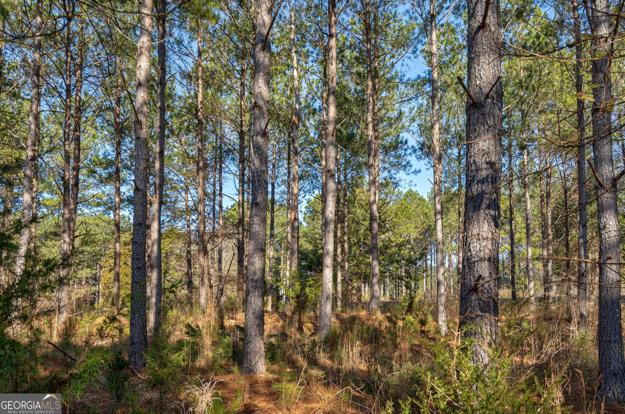 0 77th Highway Lexington, GA 30648 - Photo 6 of 10