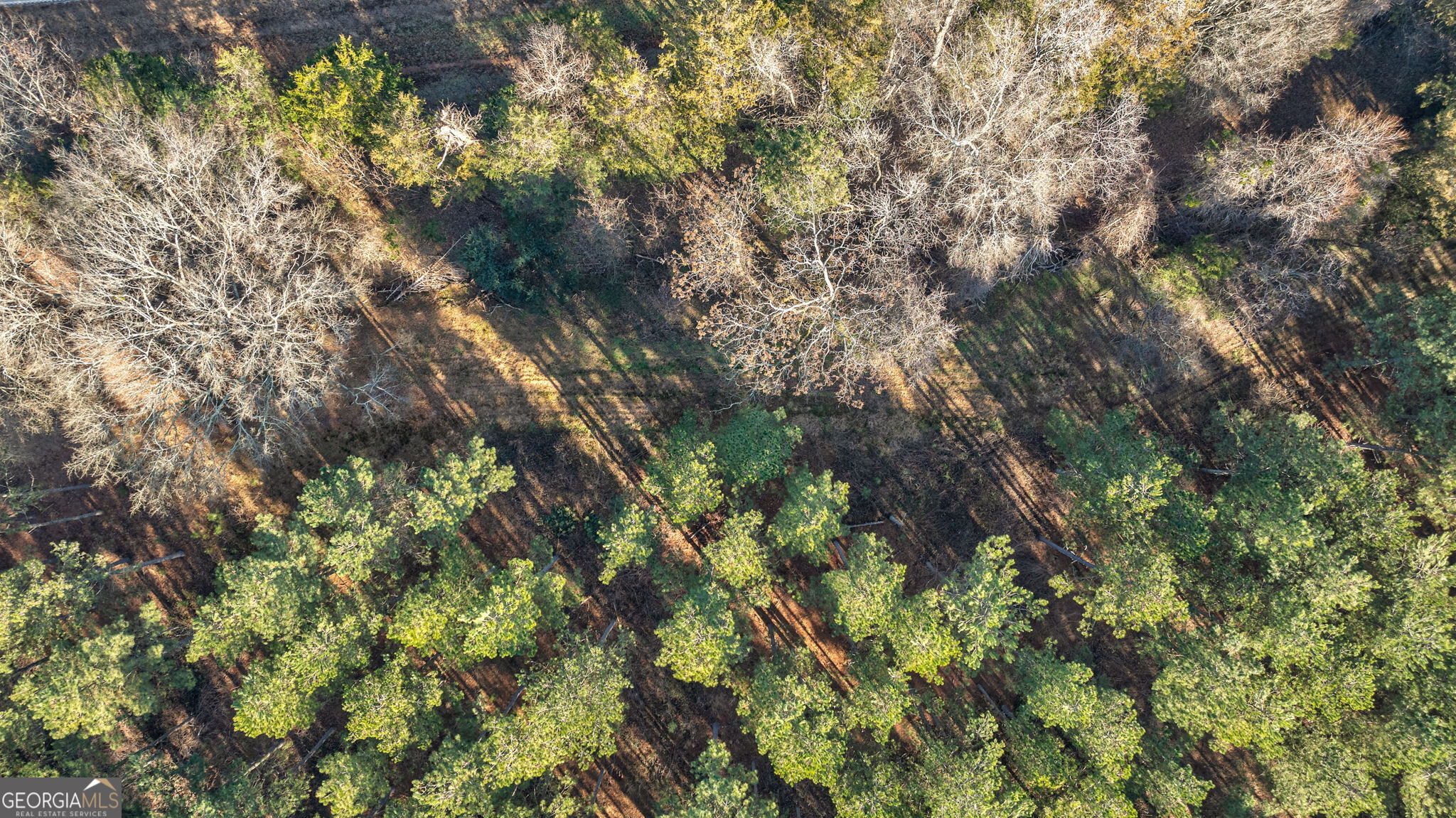 0 77th Highway Lexington, GA 30648 - Photo 10 of 10 a view of a tree