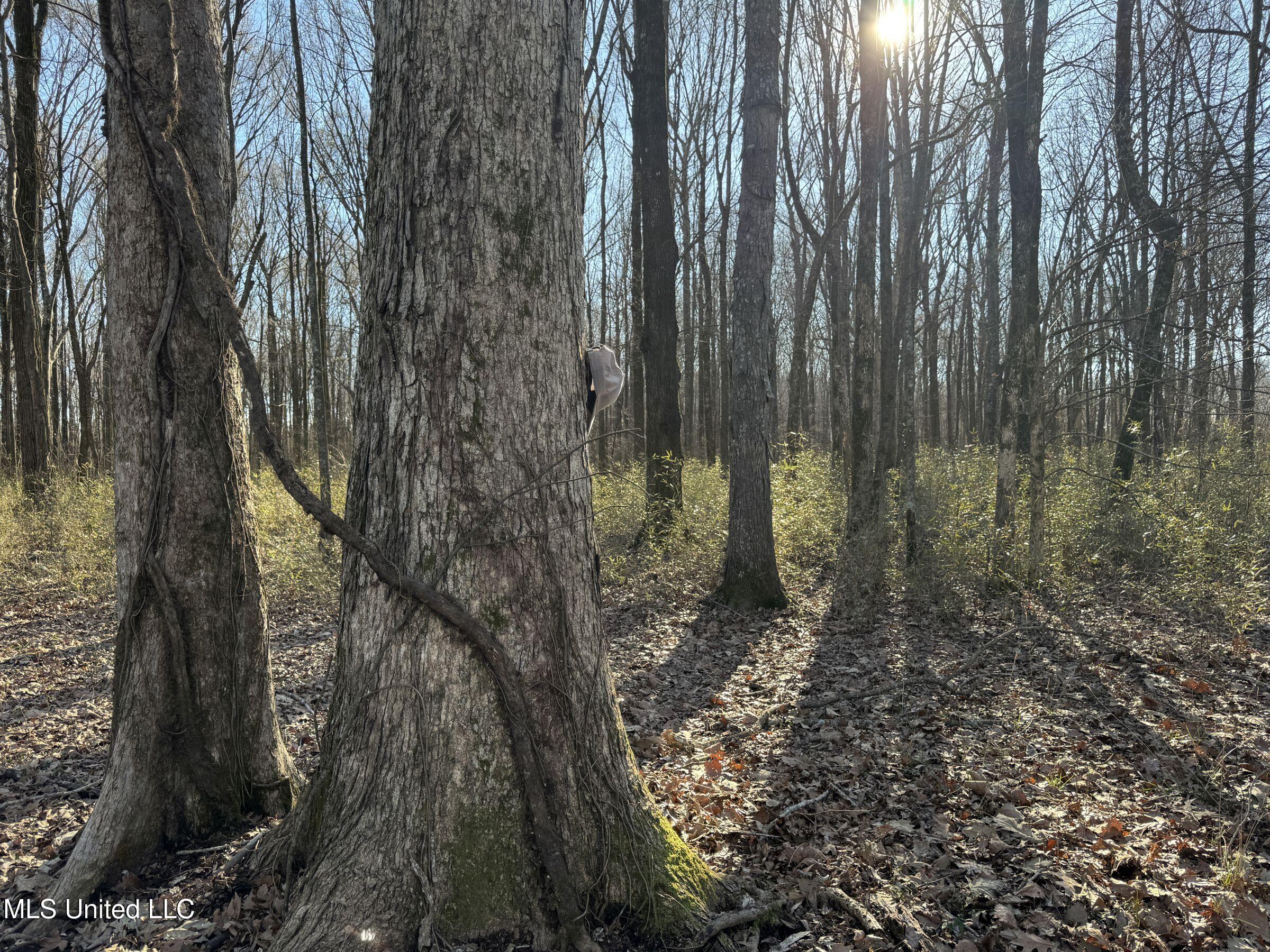 Curtis Road Batesville, MS 38606 - Photo 101 of 157 5sprgctrs45