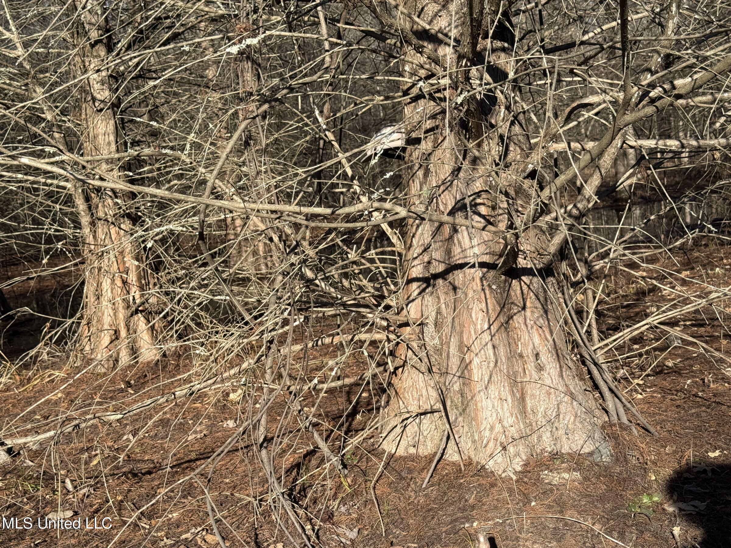 Curtis Road Batesville, MS 38606 - Photo 108 of 157 5sprgctrs53