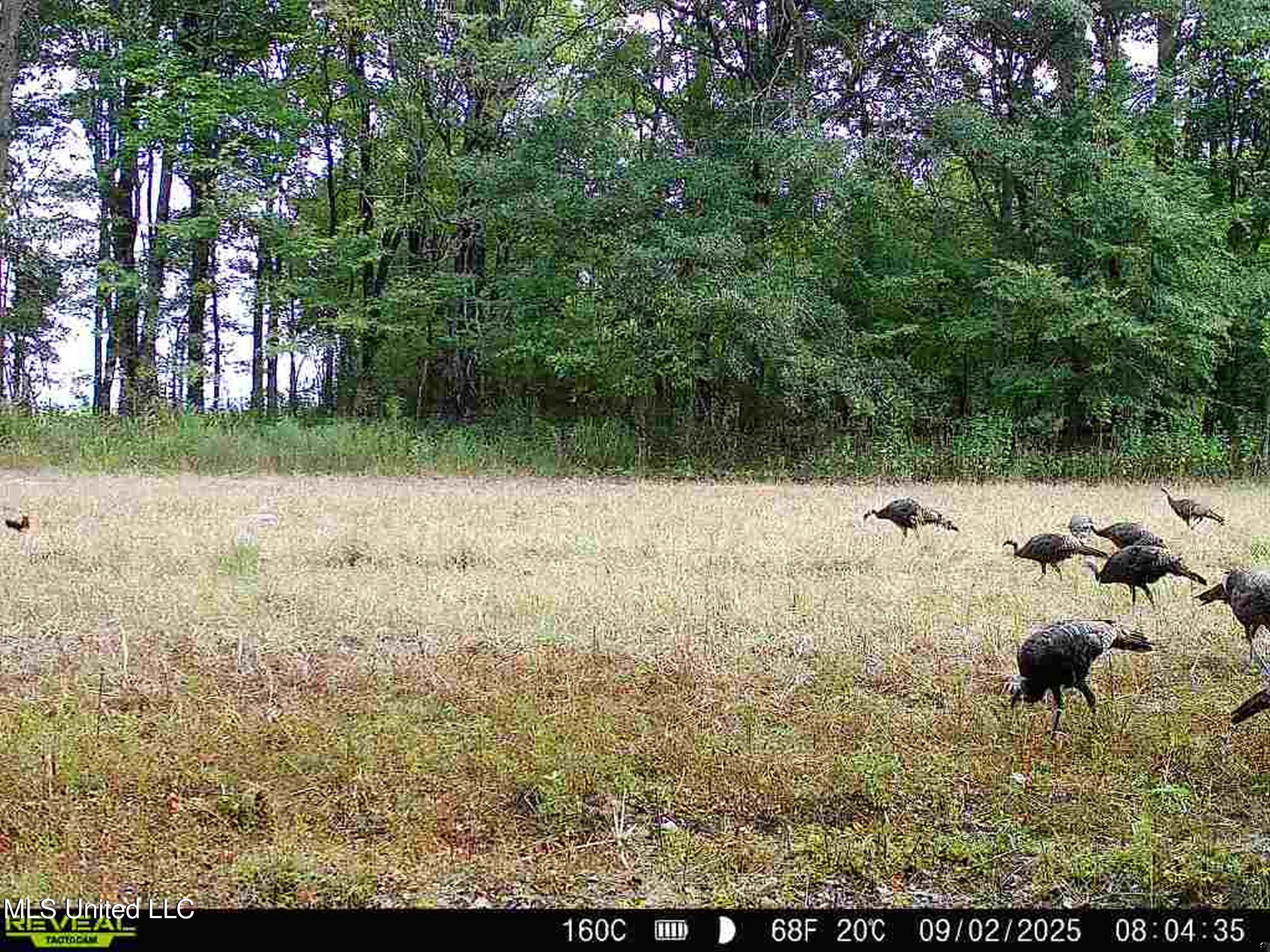 Curtis Road Batesville, MS 38606 - Photo 2 of 157 860322064503219-80-4-09022025080434-W100