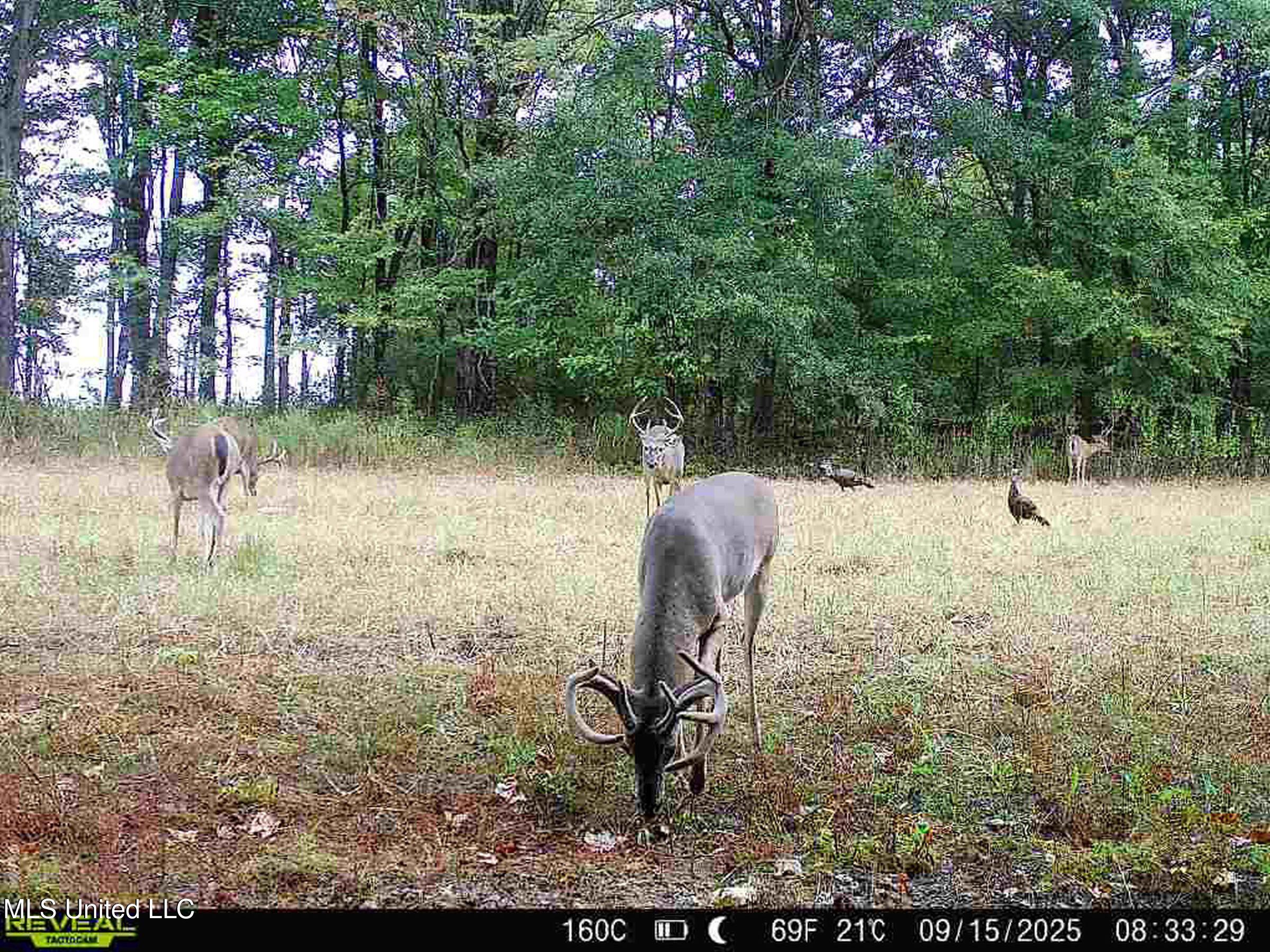 Curtis Road Batesville, MS 38606 - Photo 3 of 157 bucks and turkeys on the 160
