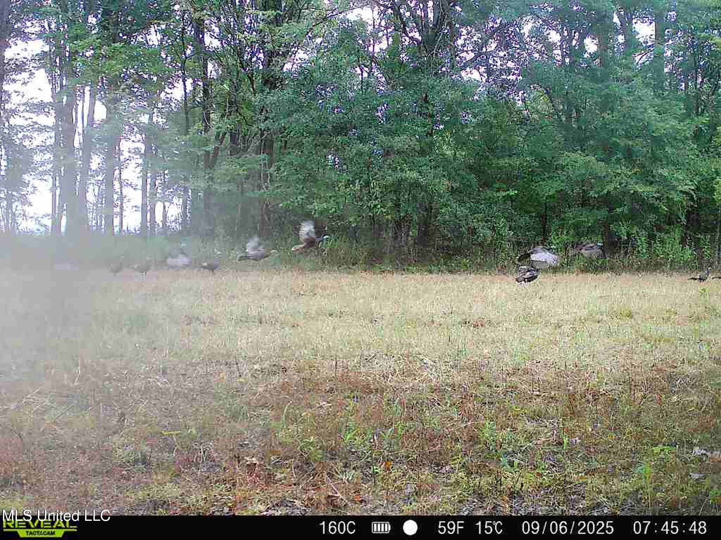 Curtis Road Batesville, MS 38606 - Photo 4 of 157 turkeys in flight 9.6.25 on 160