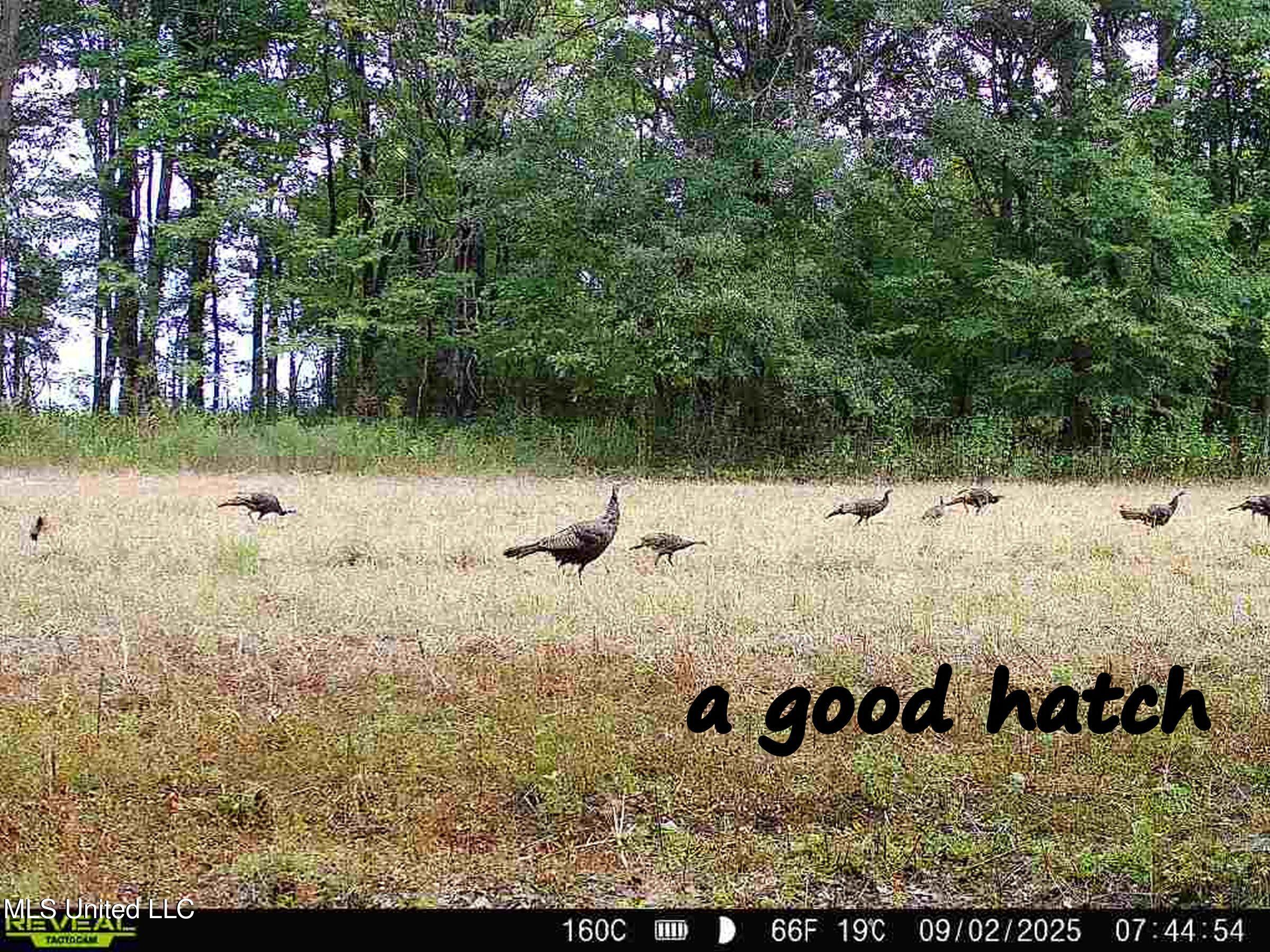 Curtis Road Batesville, MS 38606 - Photo 6 of 157 860322064503219-80-4-09022025074454-W100