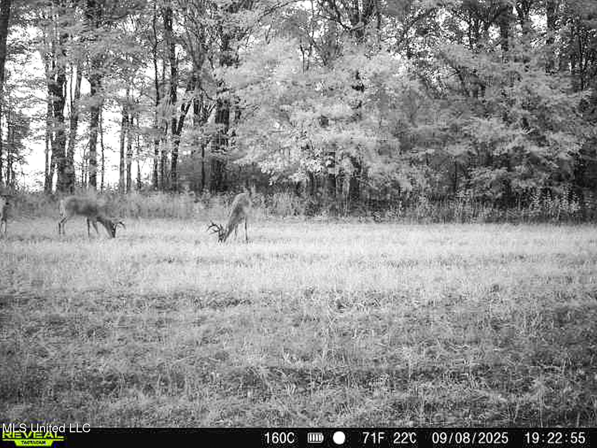 Curtis Road Batesville, MS 38606 - Photo 8 of 157 bucks 9.8.25 160 Curtis