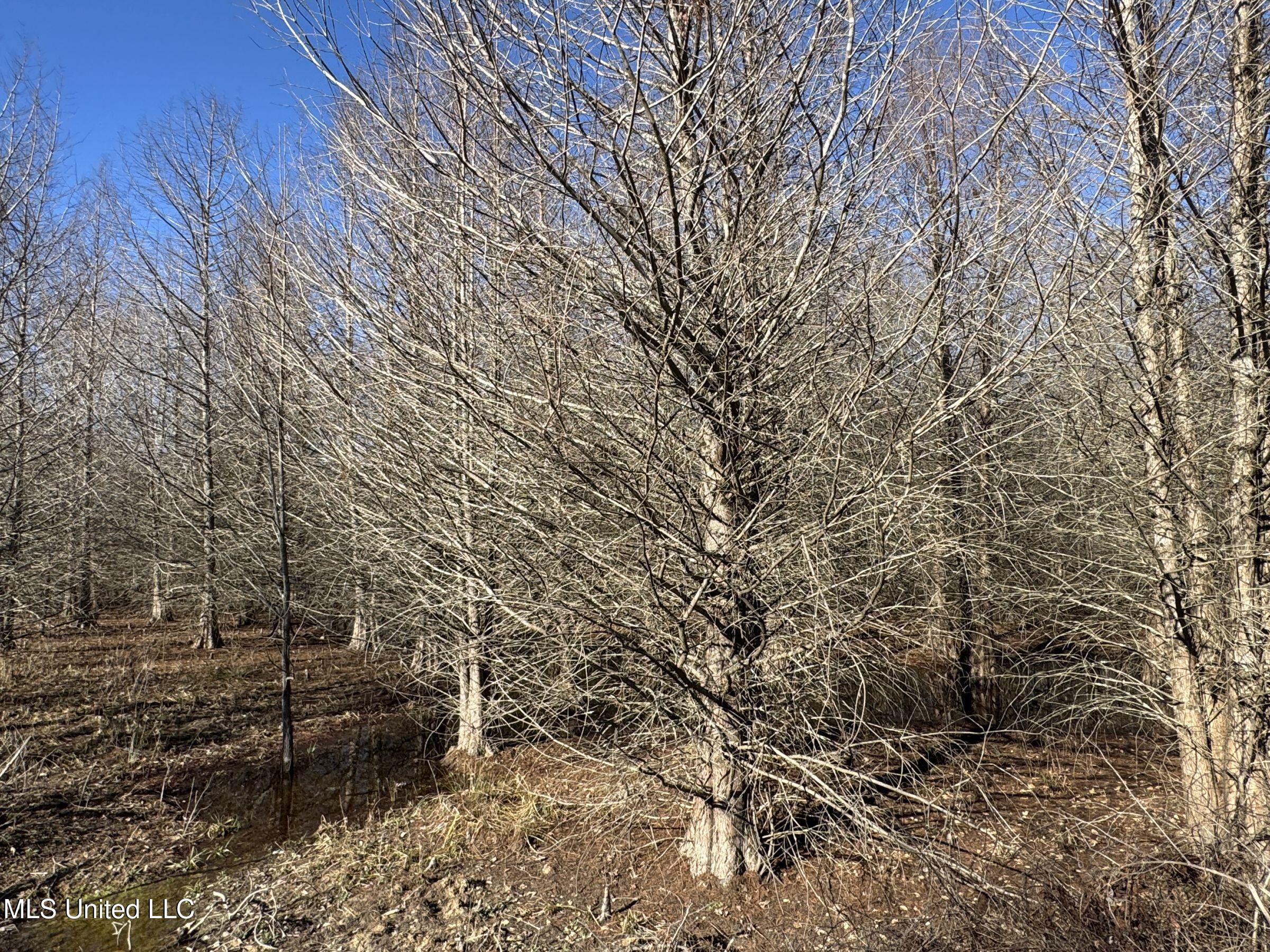 Curtis Road Batesville, MS 38606 - Photo 83 of 157 5sprgctrs19