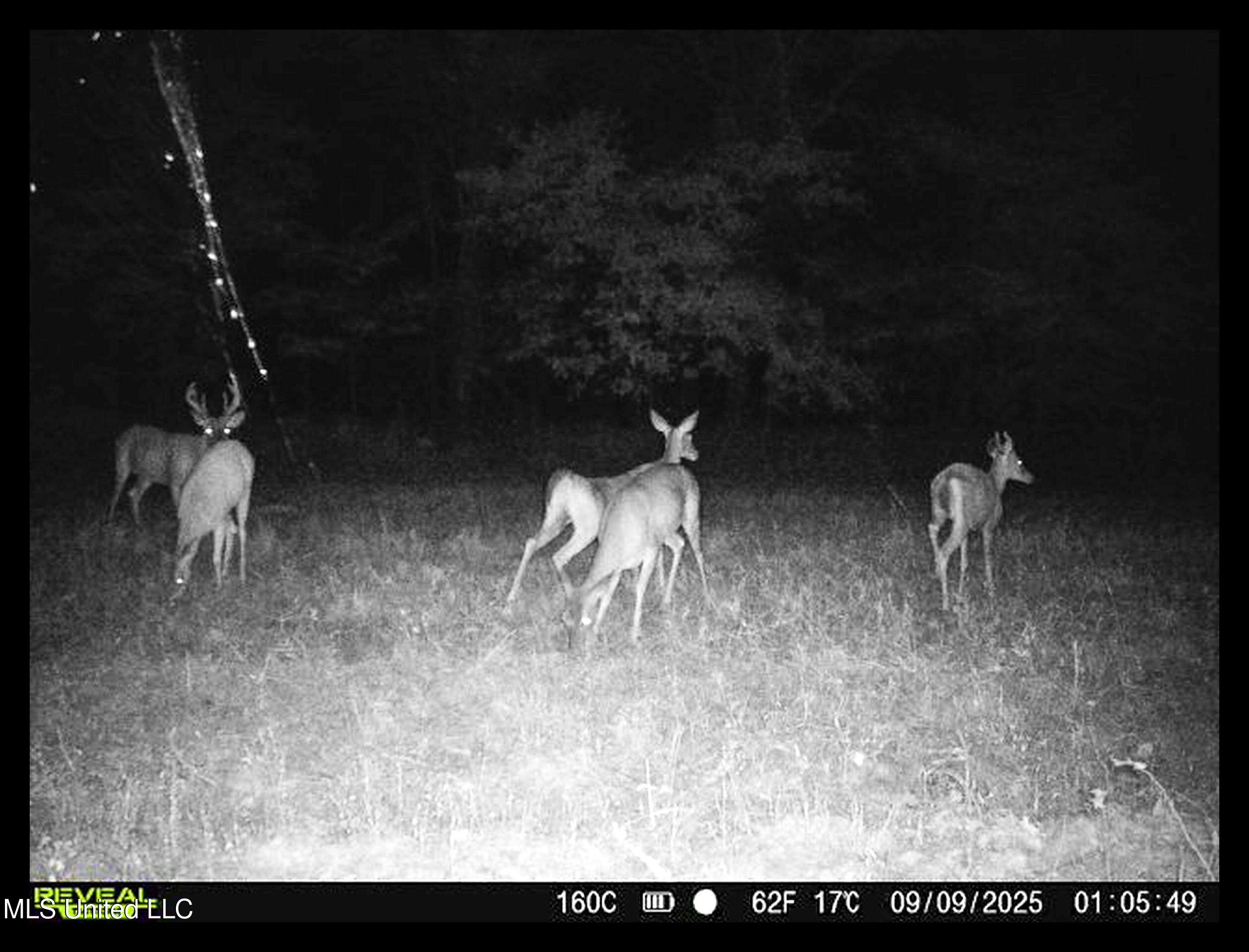 Curtis Road Batesville, MS 38606 - Photo 9 of 157 deer on 160 9.9.25