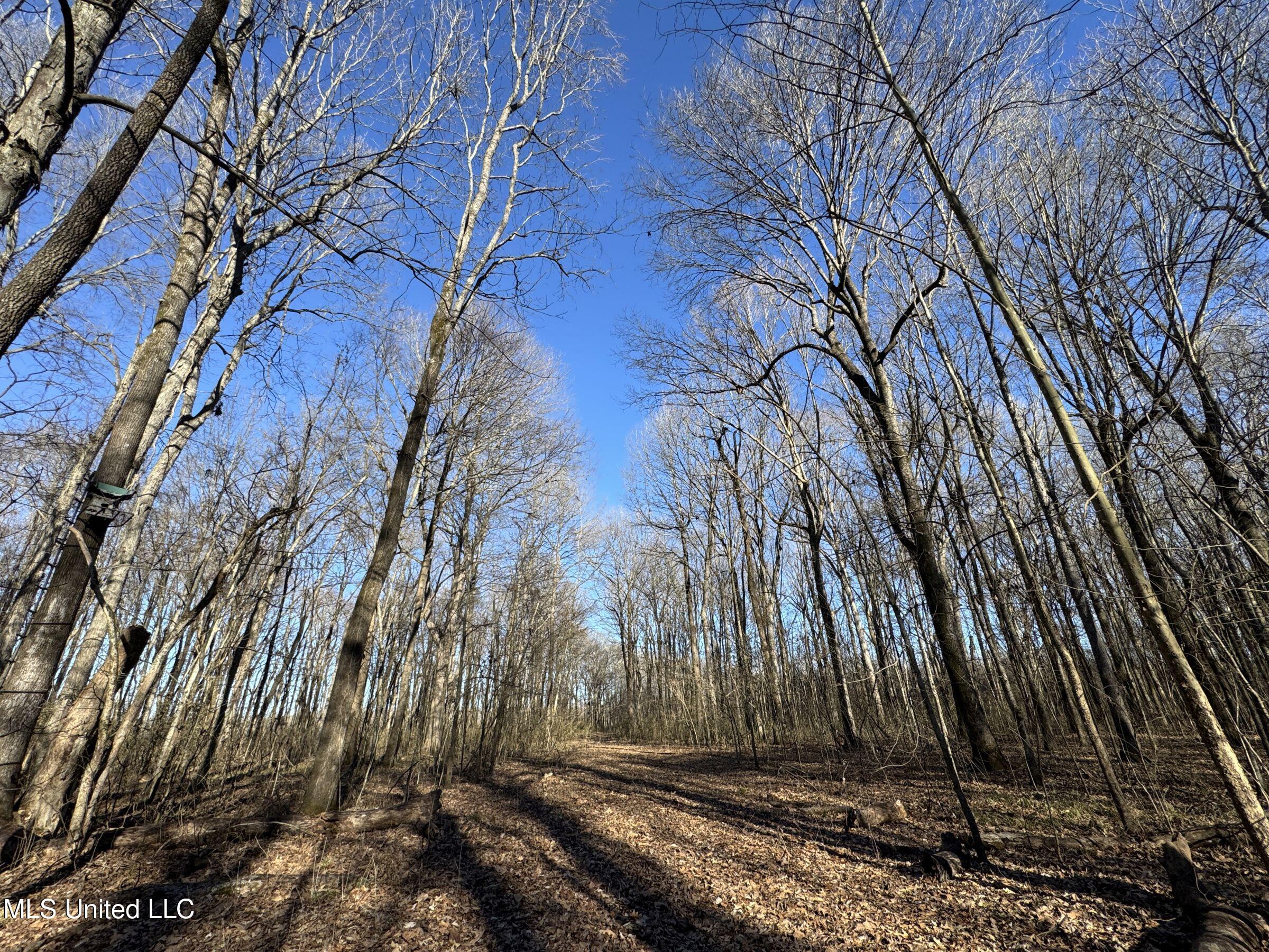Curtis Road Batesville, MS 38606 - Photo 95 of 157 5sprgctrs38