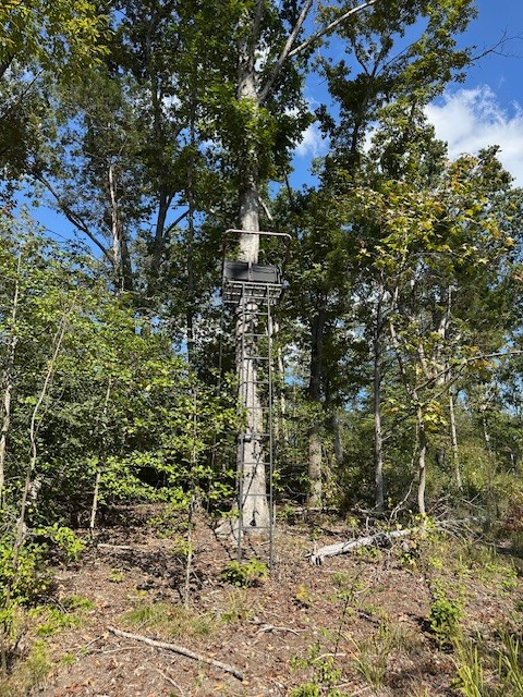 1 Firetower Road Camden, TN 38320 - Photo 11 of 19 a view of a forest with trees
