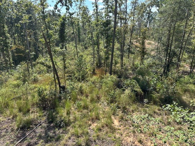 1 Firetower Road Camden, TN 38320 - Photo 12 of 19 a view of a forest with a tree