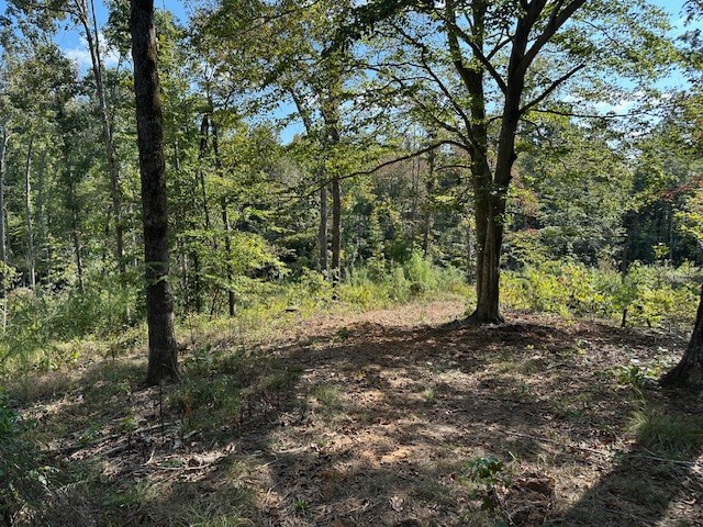 1 Firetower Road Camden, TN 38320 - Photo 13 of 19 a view of a forest with trees