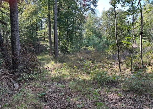 1 Firetower Road Camden, TN 38320 - Photo 15 of 19 a view of forest