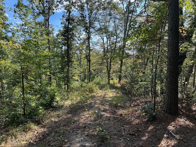 1 Firetower Road Camden, TN 38320 - Photo 7 of 19 a view of a forest with lots of trees