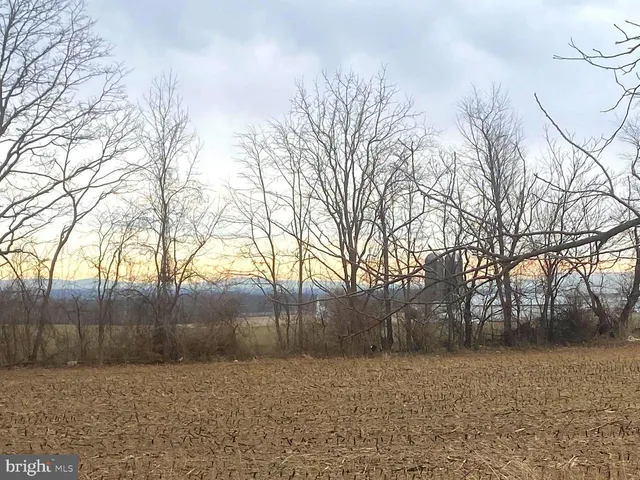 a view of backyard with large tree