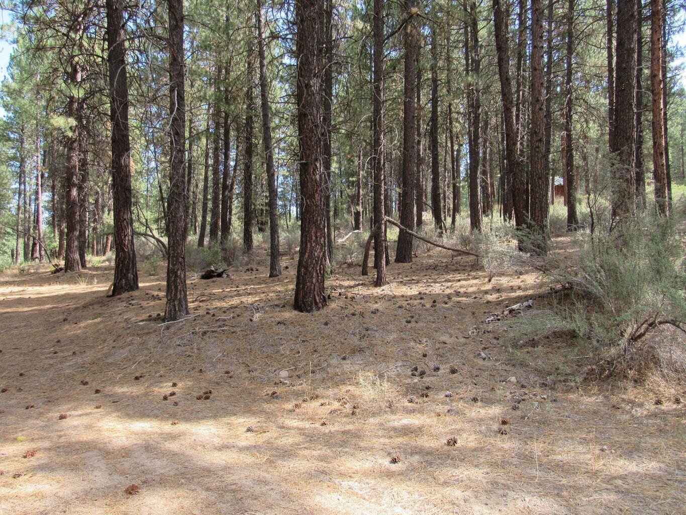 0 Pine Ridge Road Chiloquin, OR 97624 - Photo 9 of 9 20231218172958947297000000-o