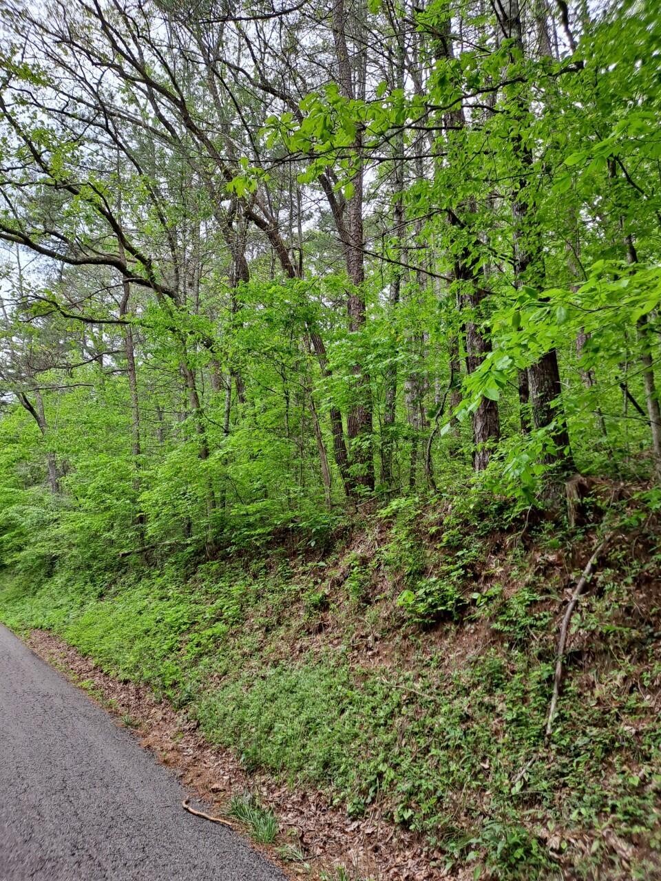 0 Childers Creek Road Reliance, TN 37369 - Photo 3 of 3 a view of a garden with a tree
