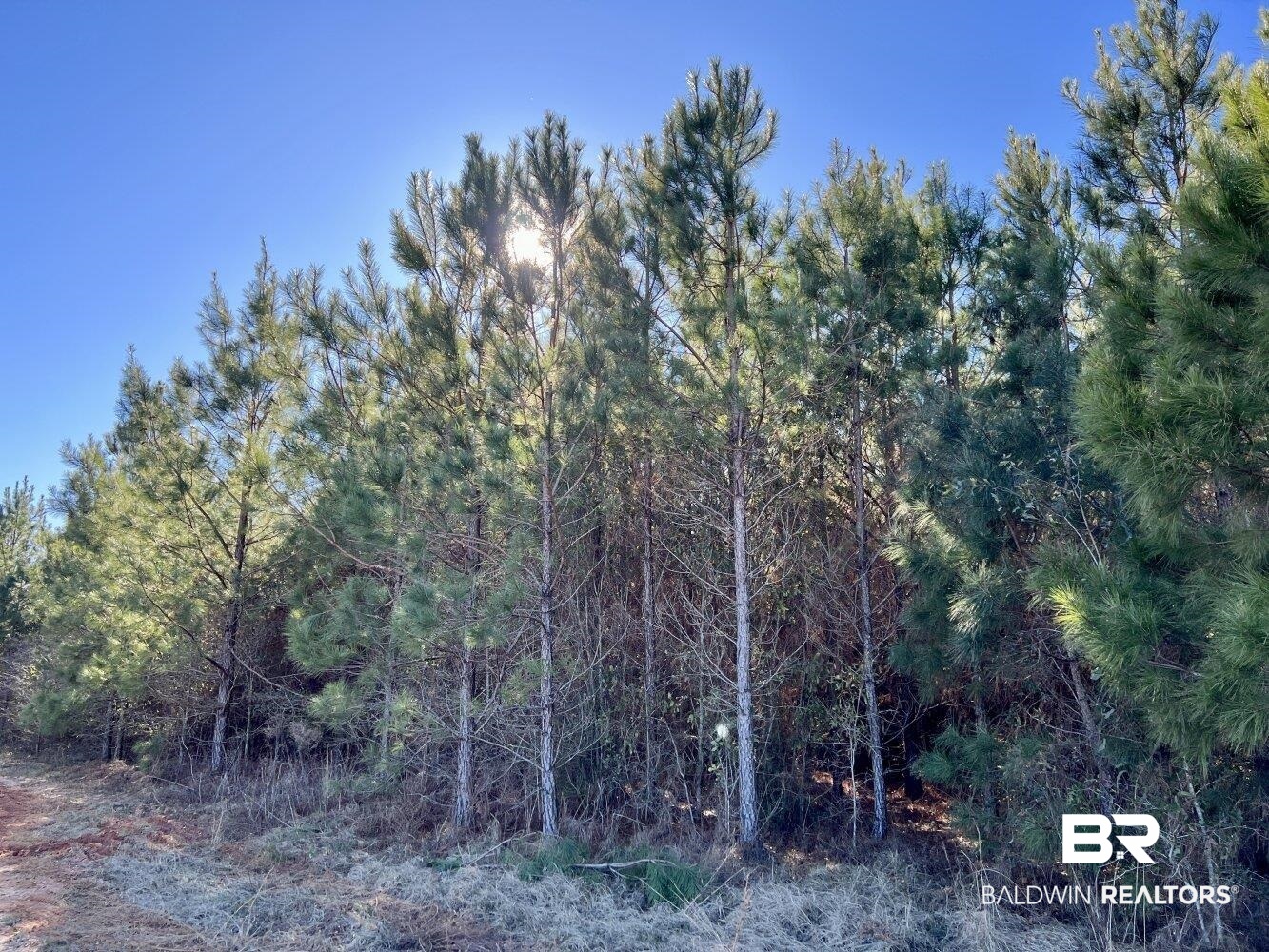 0 Highway 84 Evergreen, AL 36401 - Photo 23 of 50