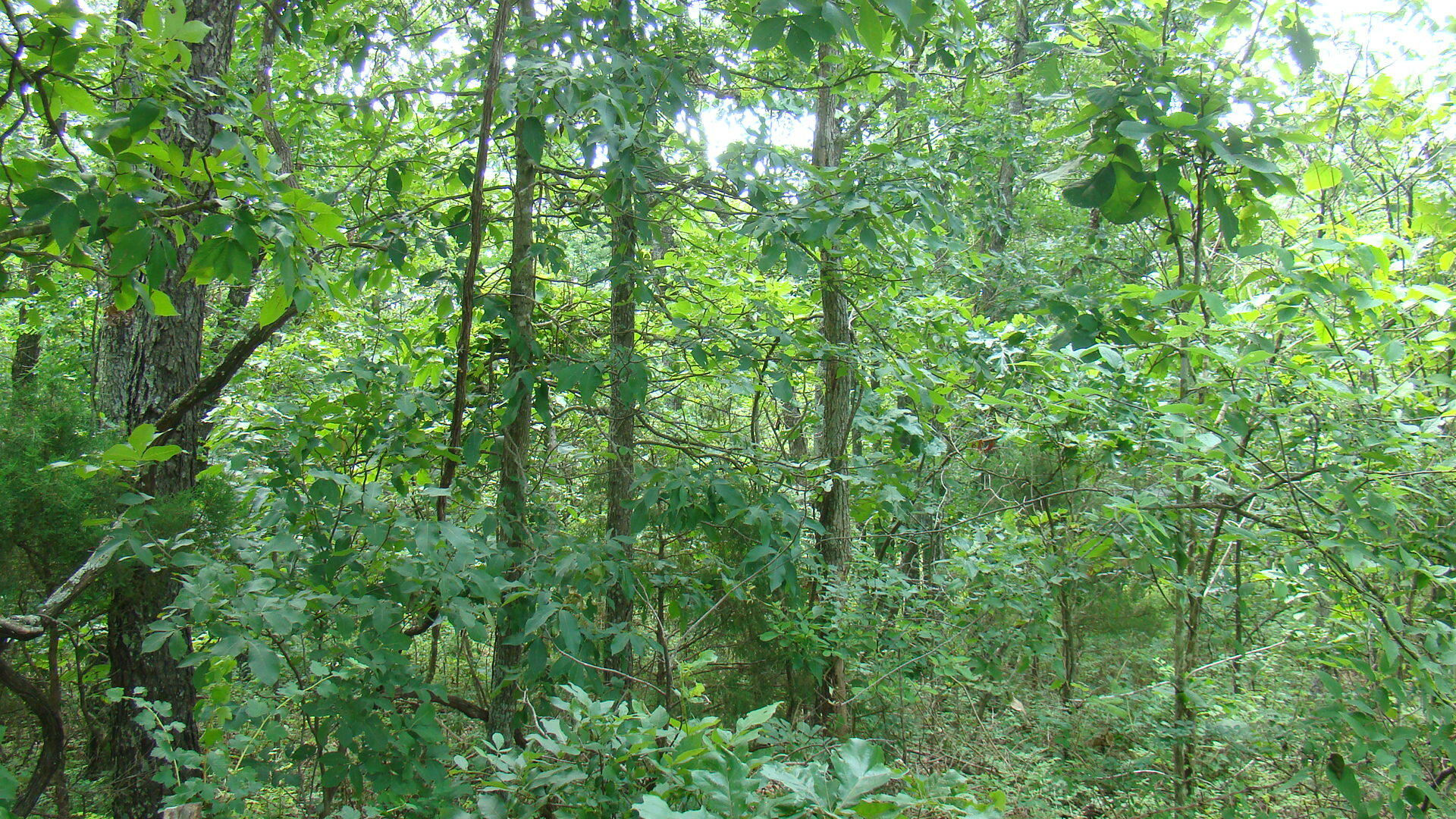 Tbd State Rte Y Mountain View, MO 65548 - Photo 6 of 9 DSC05200