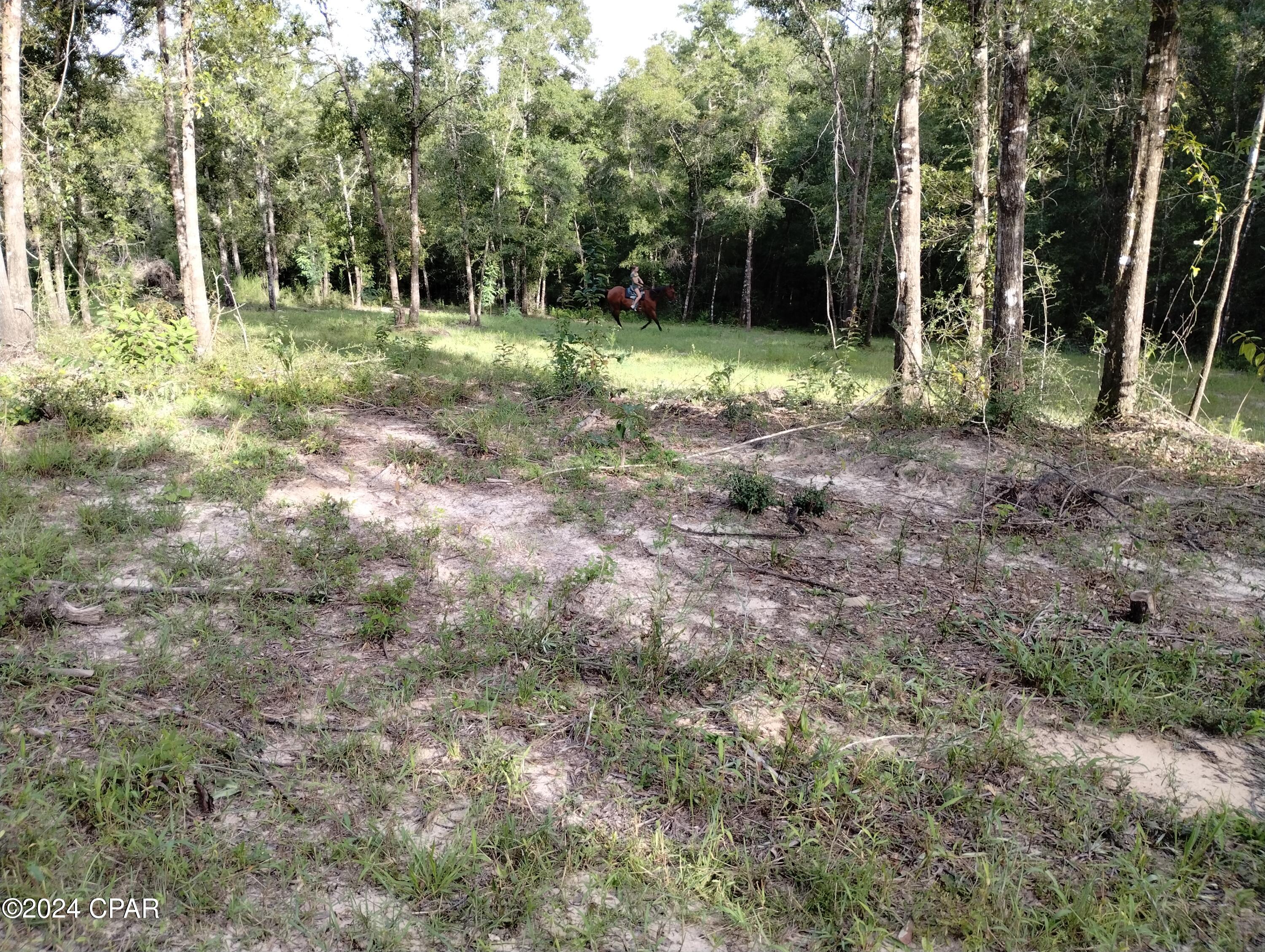 3773 Pine Log Road Chipley, FL 32428 - Photo 13 of 22