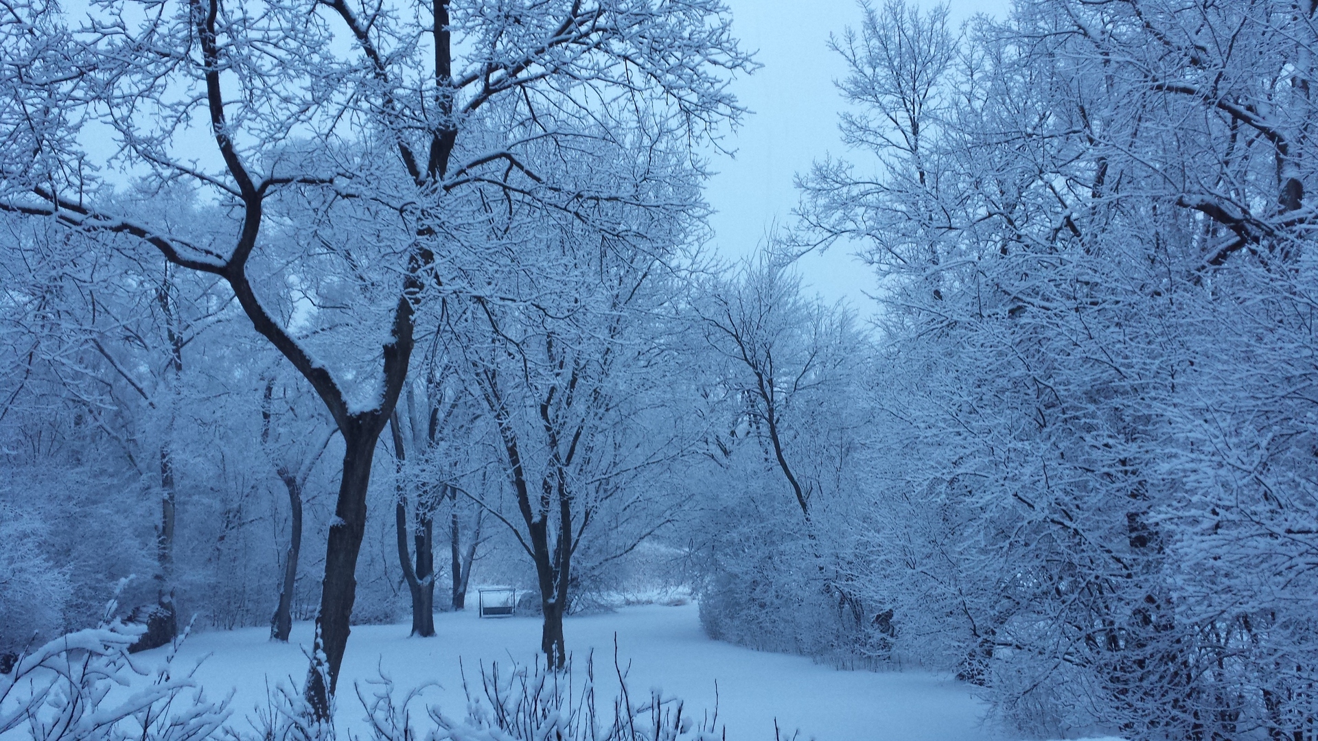 590 West Helen Road Palatine, IL 60067 - Photo 91 of 95 a view of a forest with trees in the background