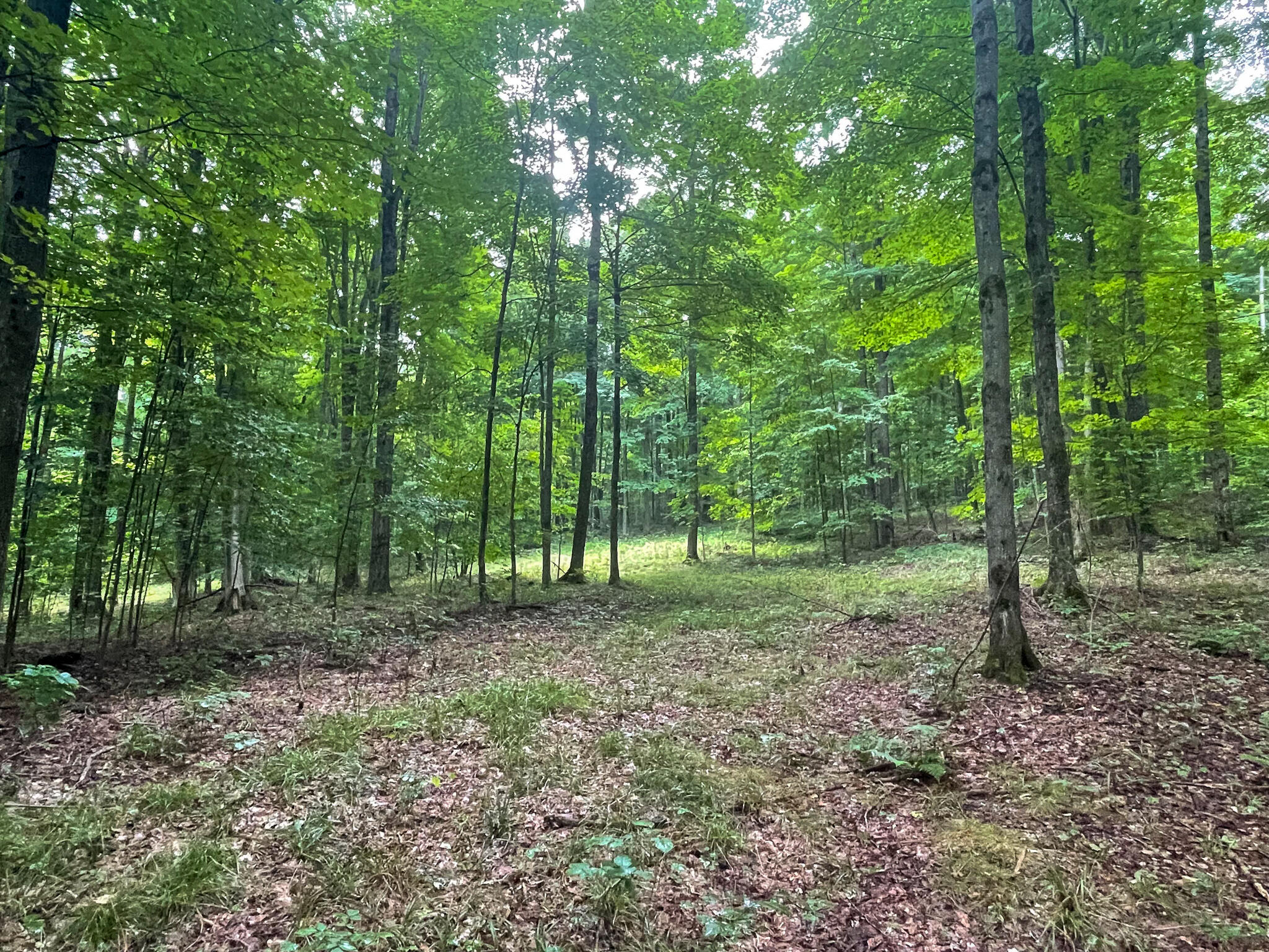 23535 15 Mile Road Leroy, MI 49655 - Photo 5 of 23 IMG_7954