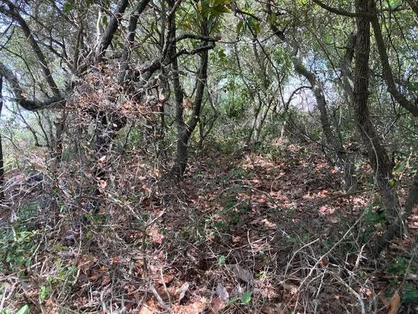 a view of a tree in a yard