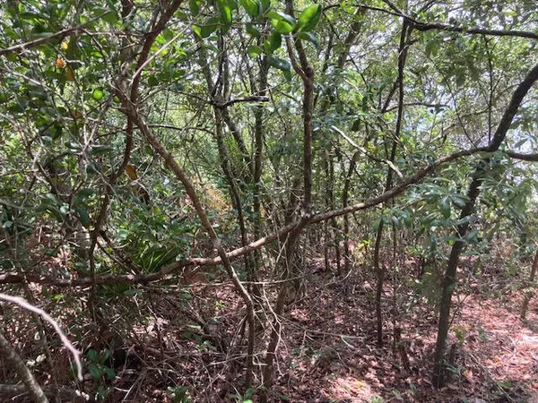 a view of tree