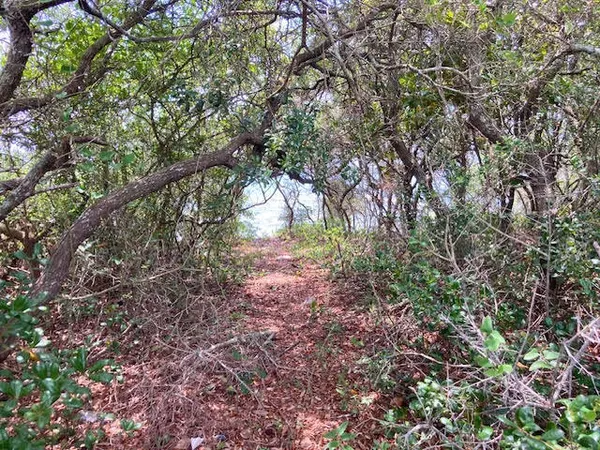 a view of forest