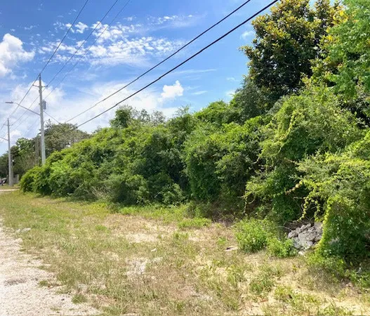 a view of a yard with plants