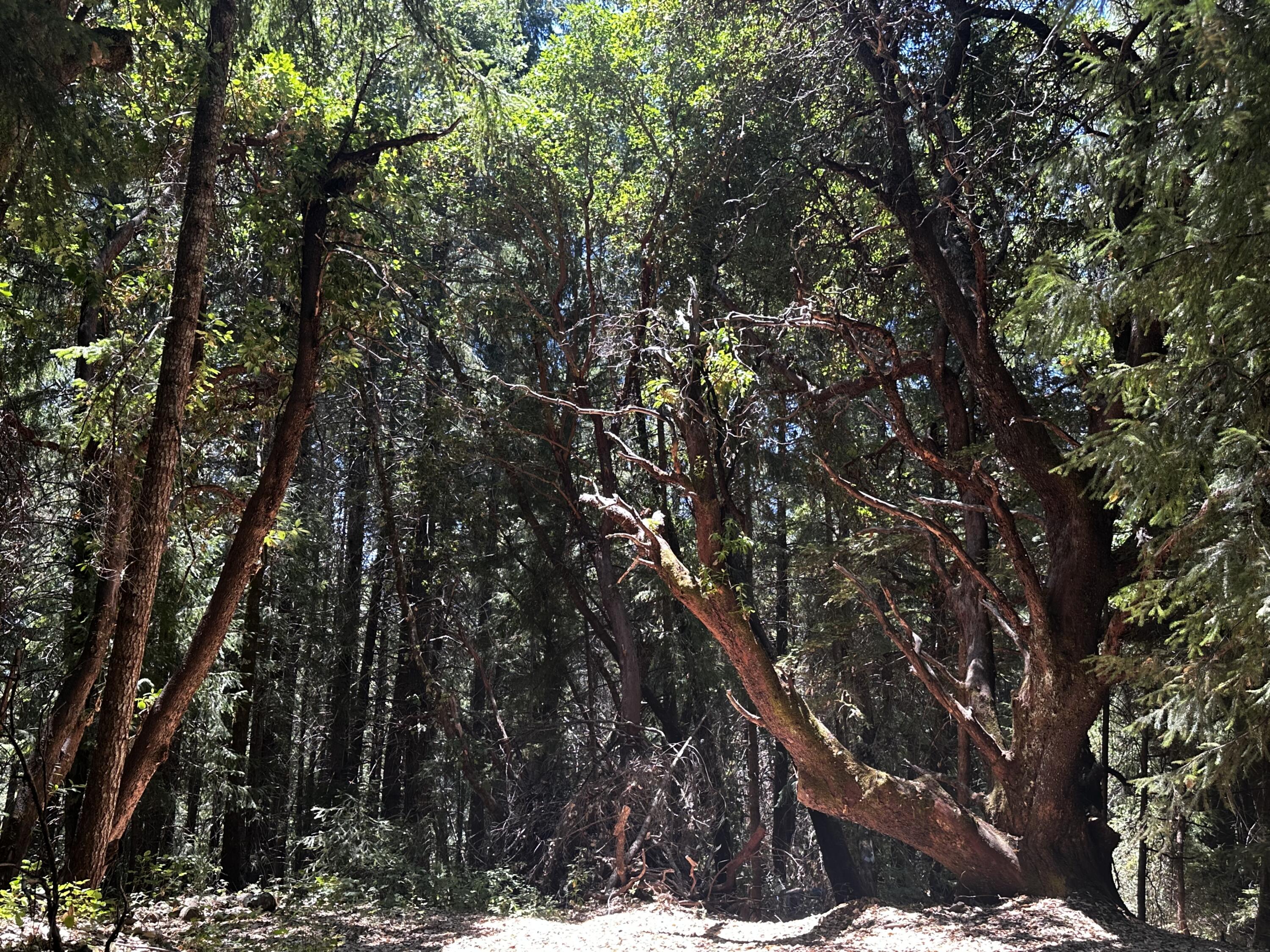 0 French Camp Road Hoopa, CA 95546 - Photo 8 of 8