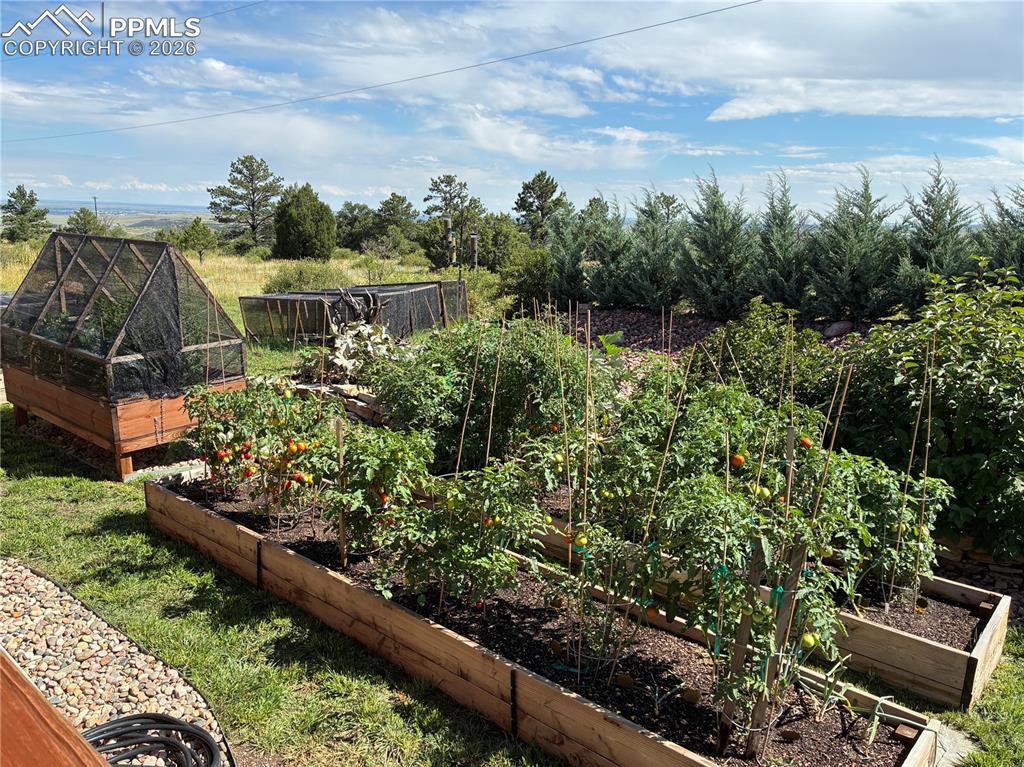 8480 Delaware Road Colorado Springs, CO 80926 - Photo 43 of 49 Summer 2025 yard with full raised garden beds