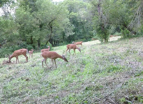 $499,000 | 0 265th Avenue, Maiden Rock, WI 54750