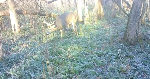 $499,000 | 0 265th Avenue, Maiden Rock, WI 54750