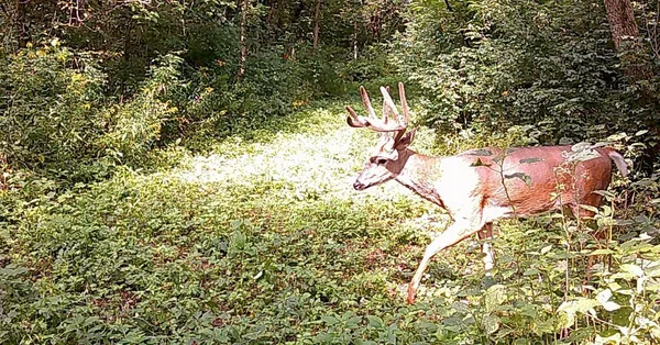 $499,000 | 0 265th Avenue, Maiden Rock, WI 54750