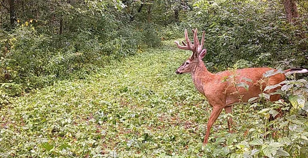 $499,000 | 0 265th Avenue, Maiden Rock, WI 54750