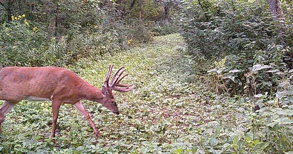 $499,000 | 0 265th Avenue, Maiden Rock, WI 54750