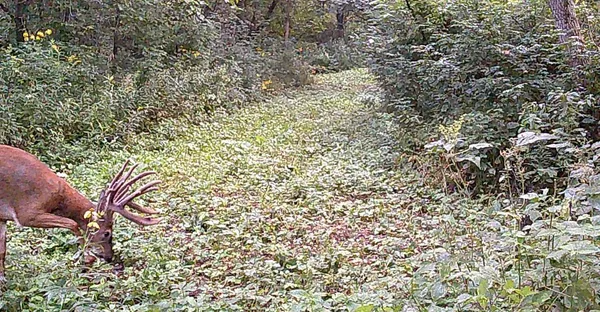 $499,000 | 0 265th Avenue, Maiden Rock, WI 54750