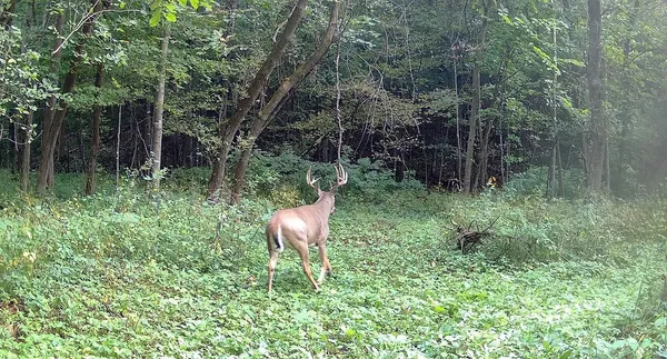 $499,000 | 0 265th Avenue, Maiden Rock, WI 54750